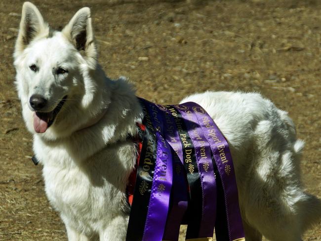 White Swiss Shepherd Kora has birthed some great show dogs. Picture: Supplied