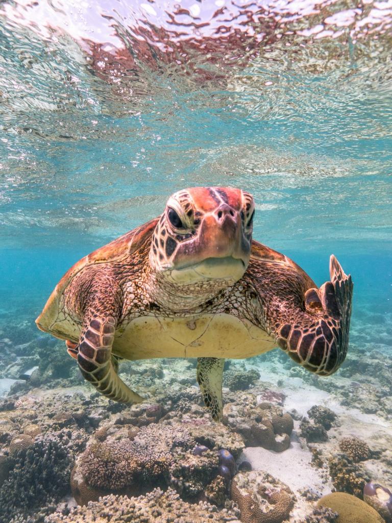 The 2020 Finalists for the Comedy Animal Awards, photographer: Mark Fitzpatrick, Terry the Turtle flipping the bird, Turtle, Lady Elliot Island, Queensland Australia