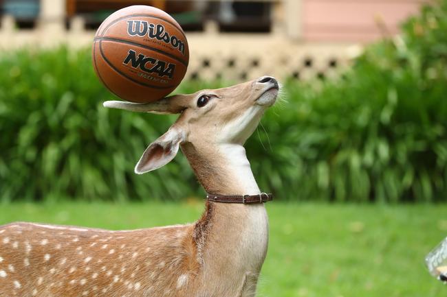 10-month-old deer Buddy was adopted by Leila in the Adelaide Hills after he was rejected by his mother after after birth. Picture: Tait Schmaal