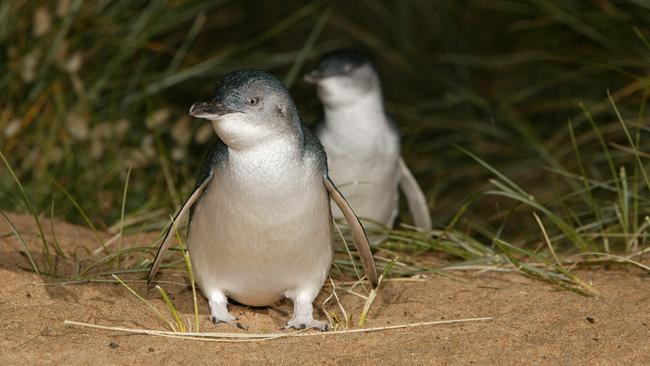 The penguins have been picked off by a wily fox.