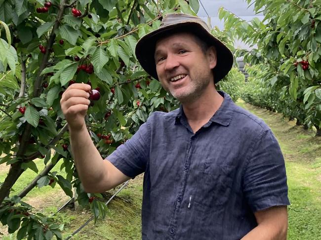 Gardening guru Tino Carnevale with cherries at the orchard he manages at Port Arthur. Picture: Joi Heald