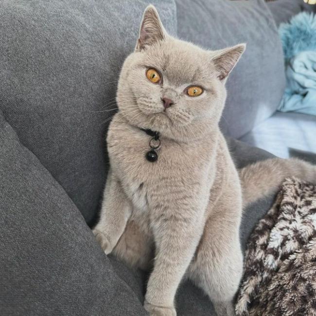 Apollo. Picture: Instagram @apollo.thebritishshorthair