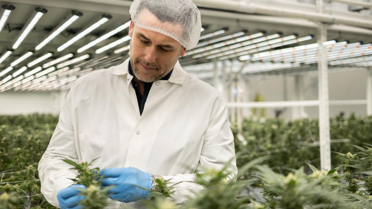 Geelong company pushes boundaries in cannabis research