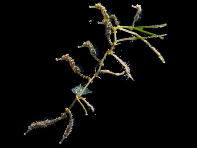 Mel Wu‘s entry, Seven baby seahorses and a baby leatherjacket. Picture: Mel Wu