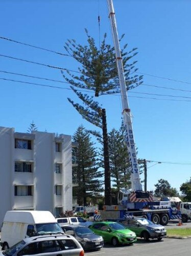 The second oldest Norfolk Island Pine at Burleigh Heads being removed from a development site.