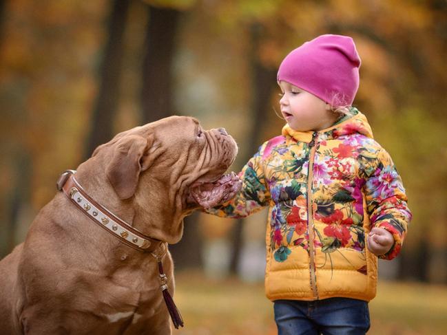 The etiquette lesson ... Anya and Tsypa the Dogue de Bordeaux. Picture: Little Kids and Their Big Dogs