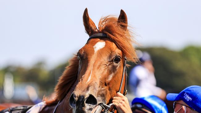 Connections felt The Everest came a year too early for outstanding three-year-old Paulele. Picture: Mark Evans – Getty Images