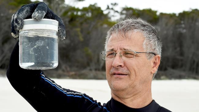 Professor Jamie Seymour caught this Irukandji 30 metres off the Fraser Island Shore.