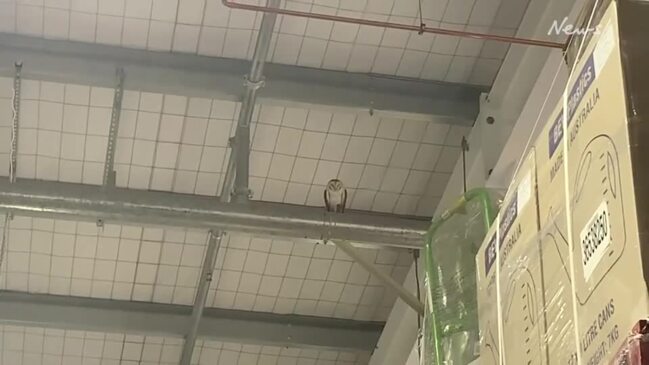 Owl stuck in Melbourne Bunnings for a week rescued