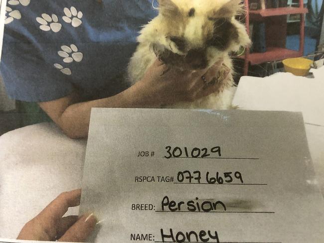 Adult Persian cat named Honey had a severe facial condition, which the owner left untreated for three months. Picture: supplied