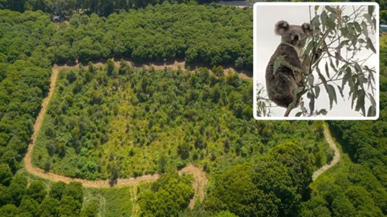 Growing hope: Wasted farmland now a koala oasis