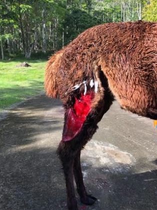 Alpaca 'Chiff' was attacked by wild dogs in mid 2020.