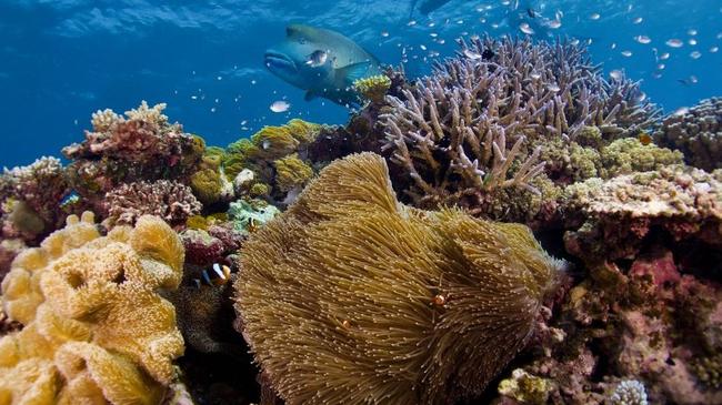 Coral life on the Great Barrier Reef. Photo: Supplied