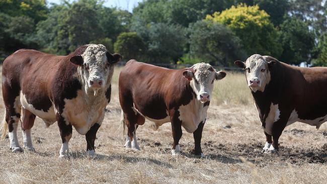 Lucy McEachern’s Hereford bulls at Wingiel. Picture Yuri Kouzmin