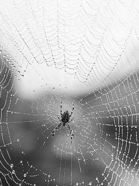 Spider silk is biodegradable, non-toxic and does not trigger an immune response in humans.