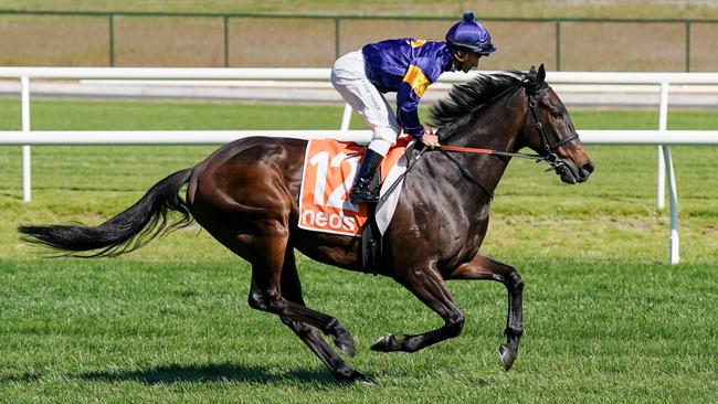 Munhamek is Damien Oliver’s final ride. Picture: Scott Barbour / Racing Photos