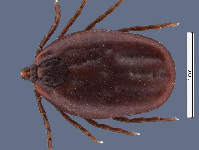 First Qld dog tests positive to new deadly tick disease