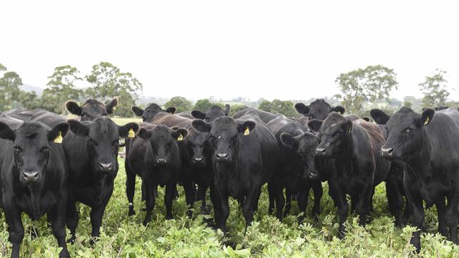 Cattle Australia’s work on the biosecurity levy is considered by the organisation as one of its big wins.