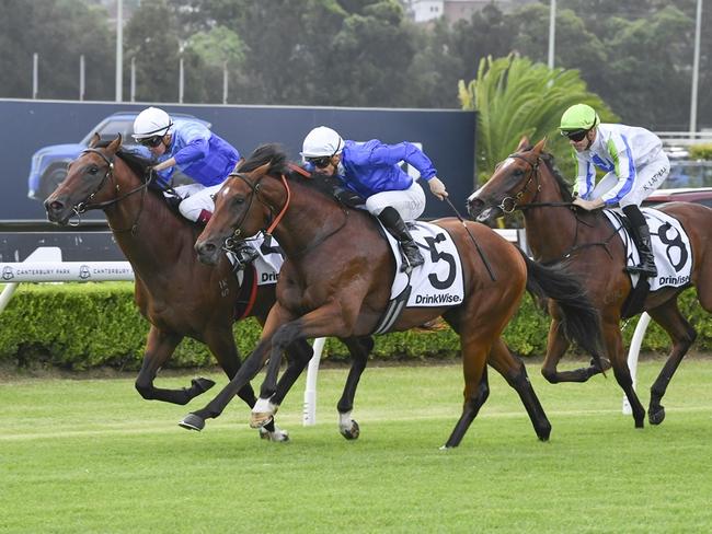 Hell Of A Fox finishes third on debut behind Mellifluent (No.5) and Excelindeed at Canterbury on February 2, 2024. Picture: Bradley Photos