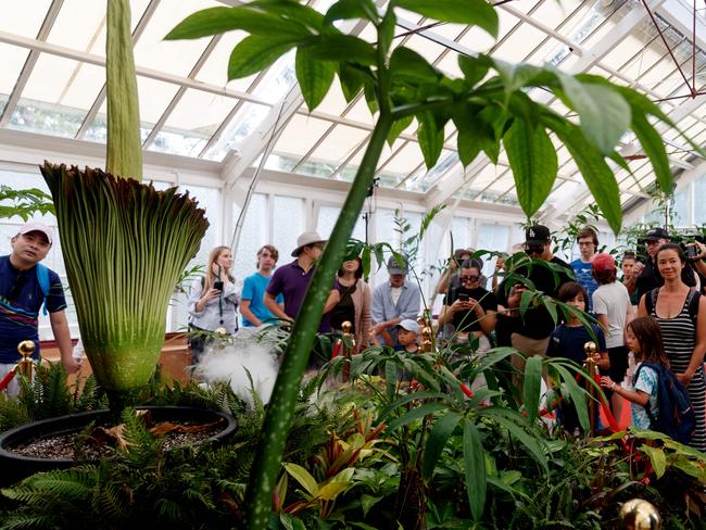 SYDNEY, AUSTRALIA - NewsWire Photos JANUARY 23, 2025: People line up to catch a glimpse of the Corpse flower, Bunga Bangkai, as it begins to bloom in Sydney for the first time in fifteen years. Picture: NewsWire / Nikki Short