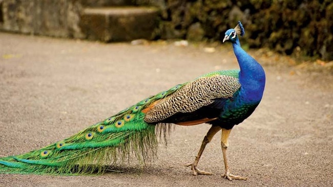 The menagerie includes six peacocks.