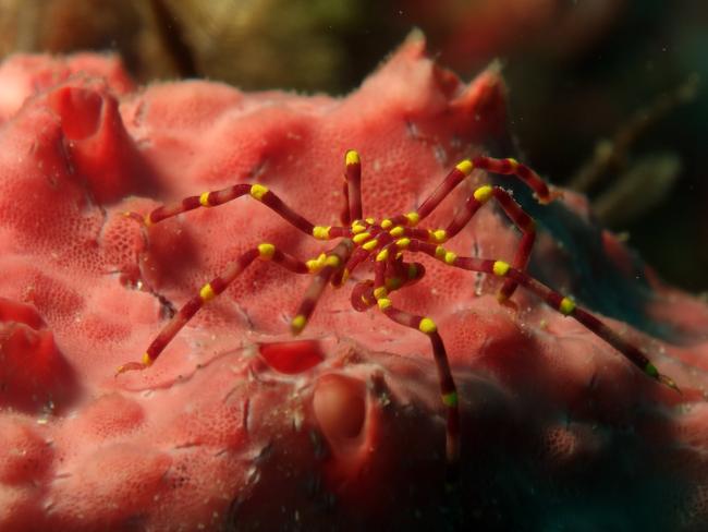 Underwater spiders are creepy. Picture: Rohrlach