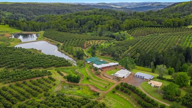 Mountain Top Avocado Orchard has 14,000 trees.