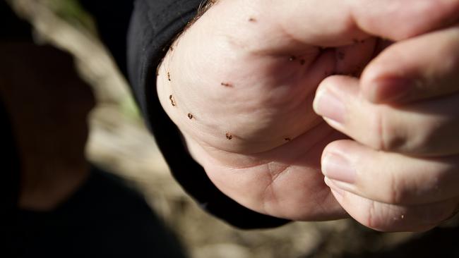 Invasive Species Council’s Reece Pianta pictured with fire ants travelling up his sleeve. The ants have a nasty sting and can trigger allergic reactions.