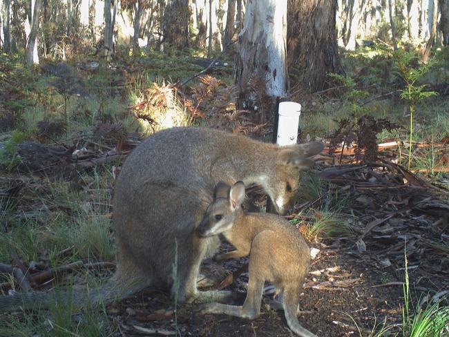 Red-necked wallaby mum and bub, snapped in the Blue Mountains, NSW. Picture: WWF Australia