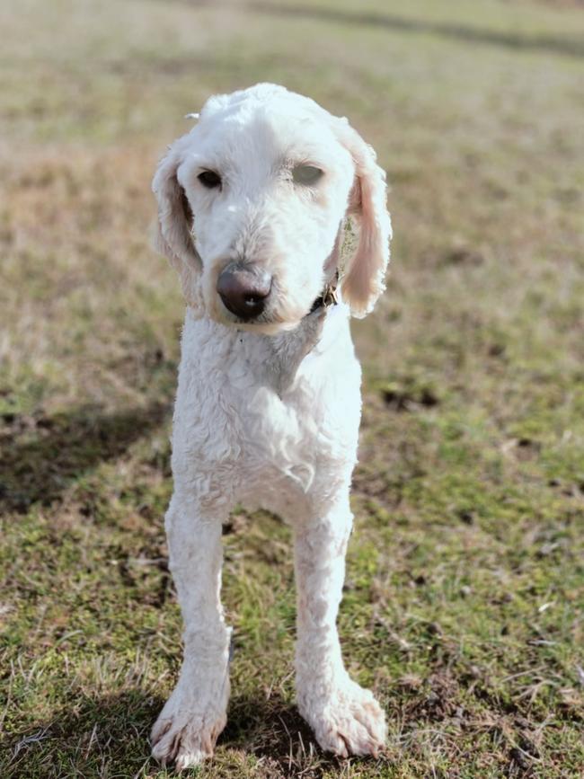 A puppy rescued by the RSPCA from Tasmanian Labradoodles. Picture: RSPCA