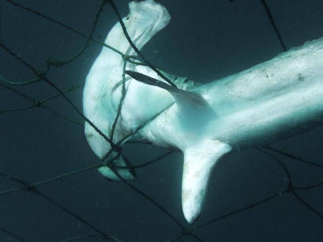 20170806 Gold Coast - Juvenile Hammerhead. MUST CREDIT SEA SHEPHERD.