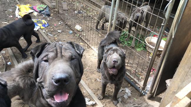 Puppies seized from a property in Russell Island. Picture: RSPCA