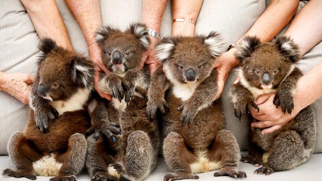 Orphaned Koalas in care - Cuddles, Shelley, Layla and Cookie. Picture: Tricia Watkinson