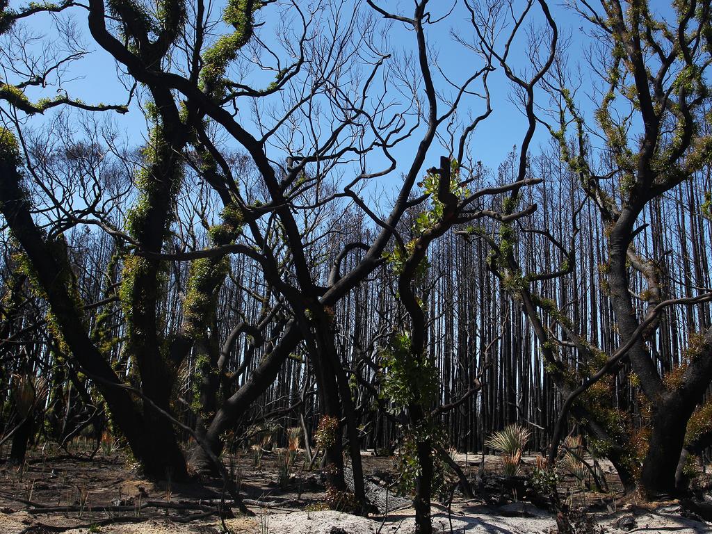 Signs of regrowth are seen among bushfire affected natives and blue gum forestry west of in Parndana, Australia. Picture: Lisa Maree Williams/Getty Images