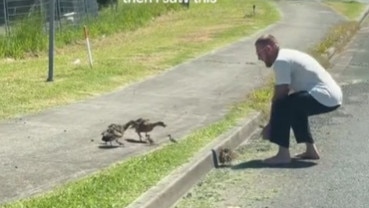 Barefoot man rescues ducks from being hit by traffic on the Gold Coast. Picture: TikTok