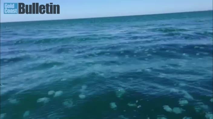 Swarms of jellyfish invade the Gold Coast