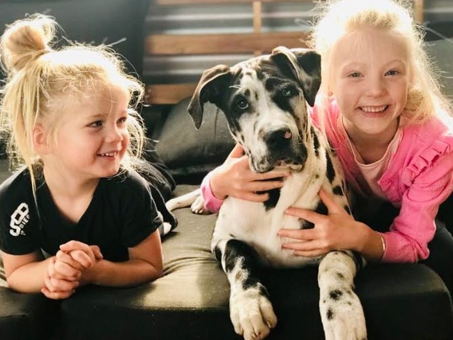 Great Dane puppy Bambi with Jax, left, and Willow, right, has been getting trained by Taylor Wheeler and Pink Paws. Picture: Supplied