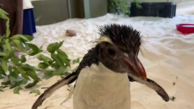 Aussie Zookeepers Rehabilitate Rare Penguin That Washed Up 'Far From Home'