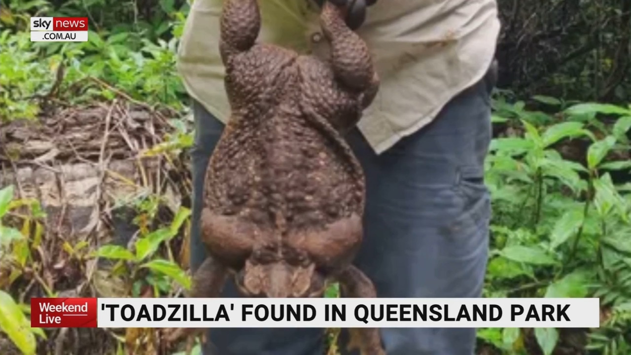 A cane toad nicknamed ‘Toadzilla’ has been discovered in Queensland