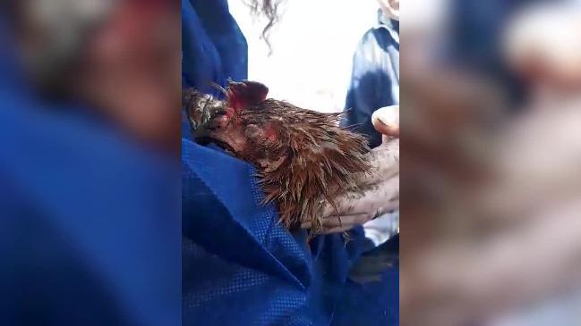 Distressing conditions of farm chickens