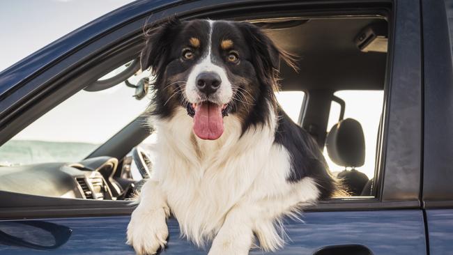 Studies have shown the annual carbon footprint of a family dog can match that of a car, writes Chris Kenny. Picture: Getty Images