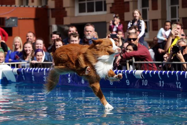 Craig Wilson won best feature photo for this taken at the Big Air Wave dog jumping competition at the Sydney Dog Lovers Show at the Royal Hall of Industries and the Hordern Pavilion.