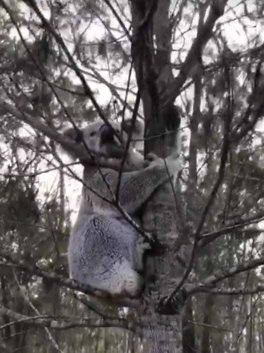 The koala sought sanctuary in nearby trees.