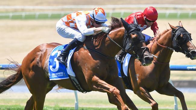 Philosopher ridden by Michael Dee wins the Tile Importer W.J. Adams Stakes at Sportsbet Sandown Lakeside Racecourse on January 25, 2025 in Springvale, Australia. (Photo by Pat Scala/Racing Photos via Getty Images)