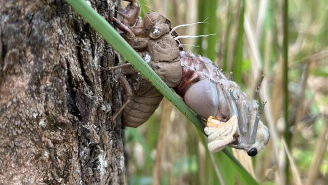 A cicada coming out of its shell on a farm near Kyogle in a photo by Venessa Kook. Picture: Venessa Kook