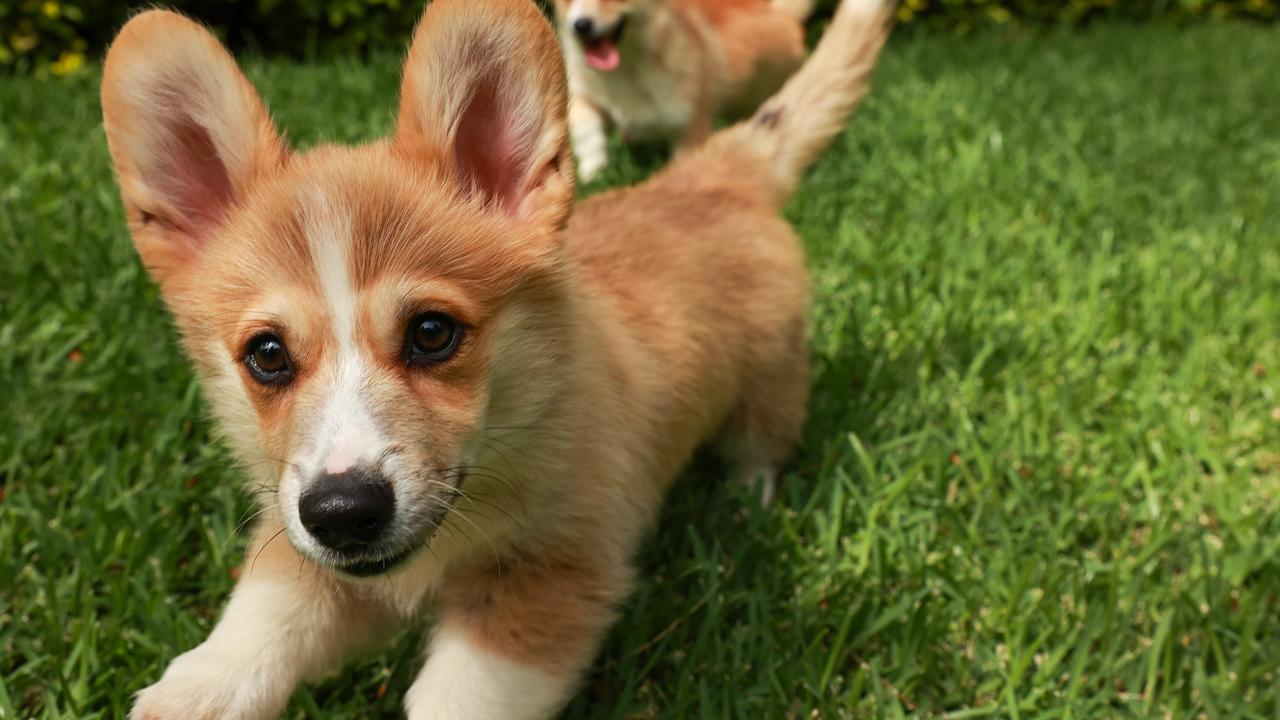 NSW’s cutest dog 2022 competition | Daily Telegraph