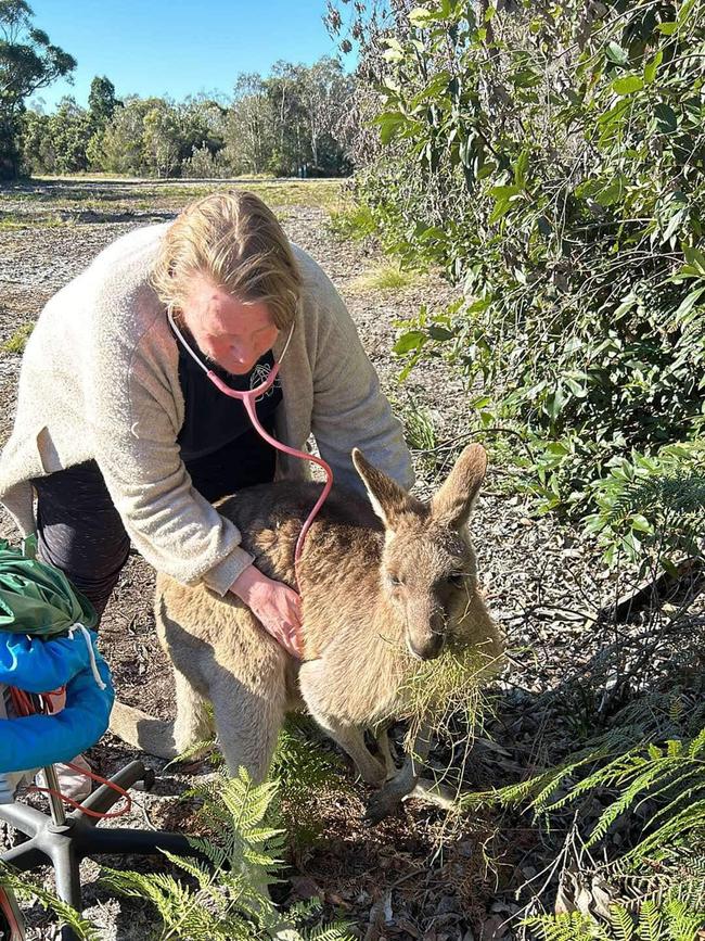 The roo was set free after seven hours and is expected to make a speedy recovery. Picture: Facebook/Wildlife Rescue Queensland