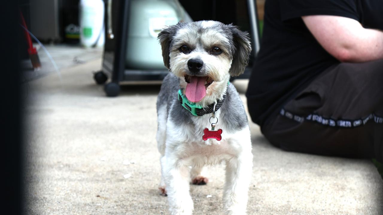 Ellie the dog, owned by the couple, is being looked after by neighbours. Picture: Peter Carruthers