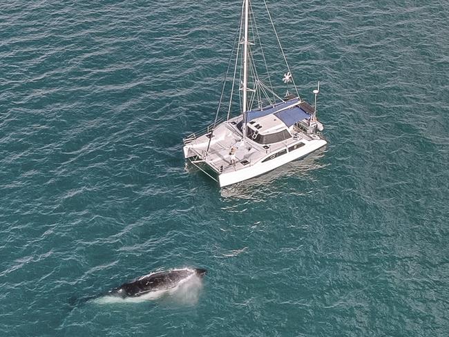 The nationÃ¢â¬â¢s only private and skippered overnight humpback whale watching experience is being launched on the Fraser Coast.