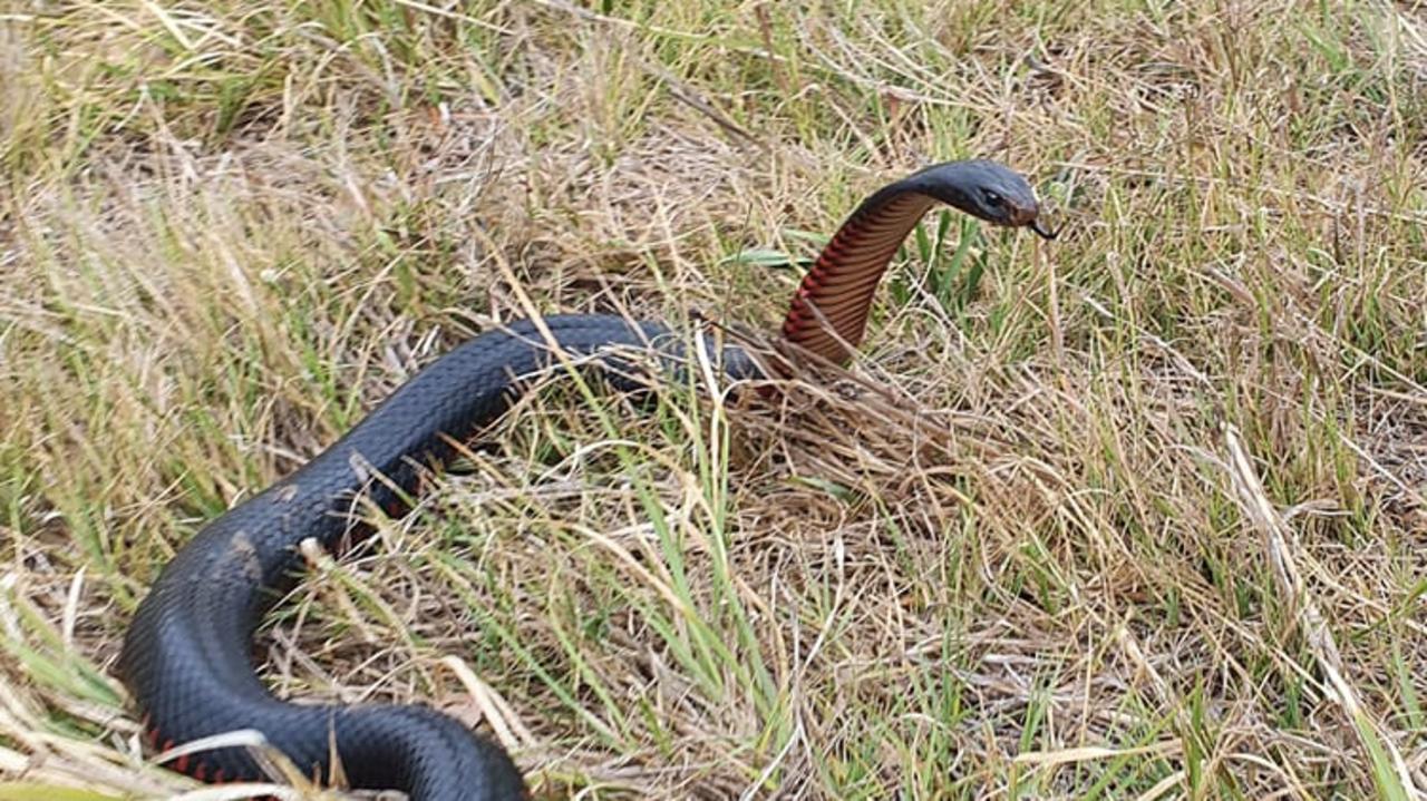 Sunshine Coast snake catchers find red bellied black snake inside ...